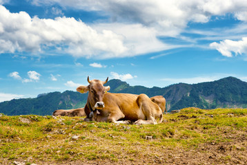 Alpine Cow Lying on Grassy Mountain Top