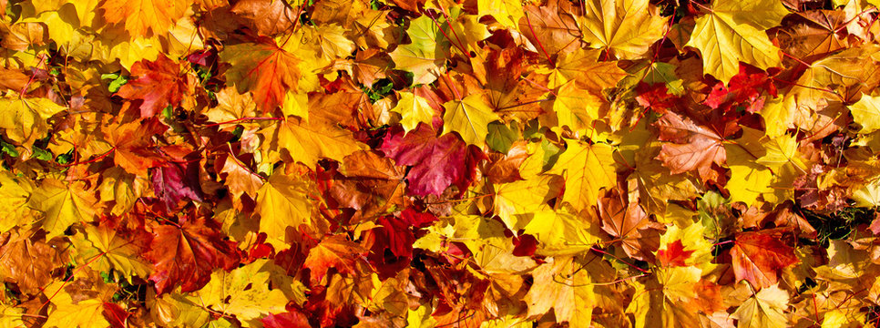 Bunte Herbstbl&auml;tter - Panoramaformat 