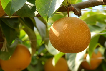 pear tree