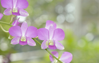Dendrobium Orchid purple flower petal, focus and soft focus with bokeh.