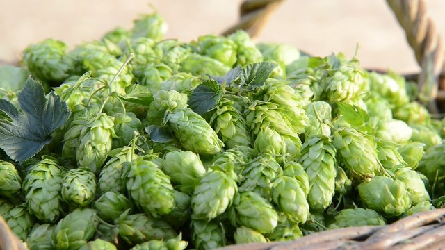 Detail of hop cones in the wicker backet,zoom out
