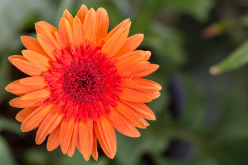 Orange gerbera daisy flowe.