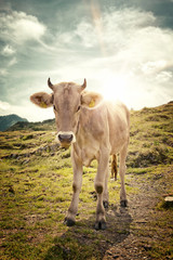 Young Alpine Cow Standing in Mountain Pasture