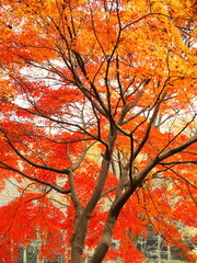 モミジの紅葉