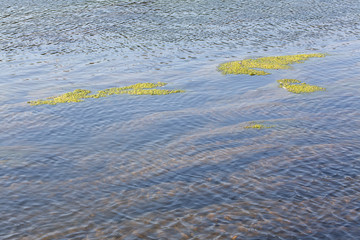 swamp surface