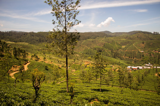 Teefelder im Hochland von Sri Lanka