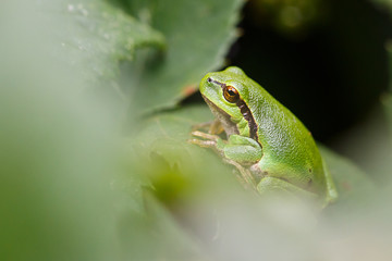 Tree frog