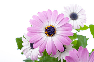 Pink Daisy on a white background