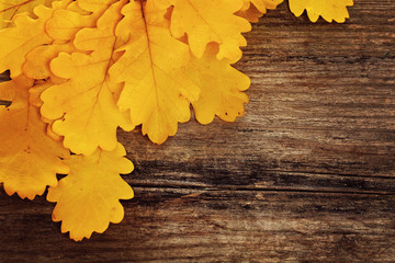 Autumn Background with Yellow Oak Leaves on Wooden