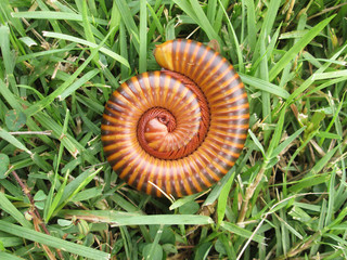 millipede in grass