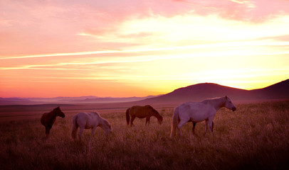Fototapeta na wymiar Horse on the Meadow with Sunset Dusk Concept