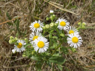 Obraz premium Daisies