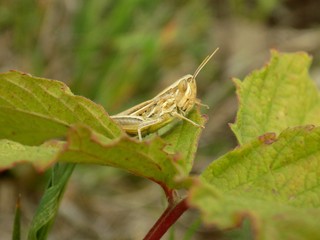 Grasshopper on leaf