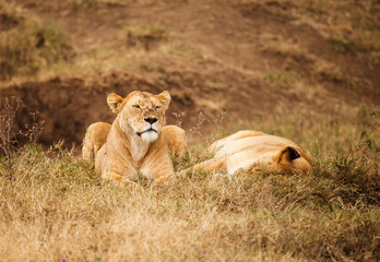 Lion in nature