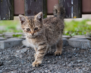 The small kitten walking on the road