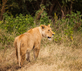Lion in nature