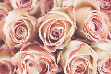 Background of cream and pink roses