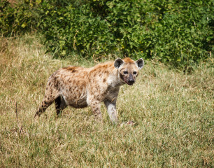 Spotted Hyaena in wild