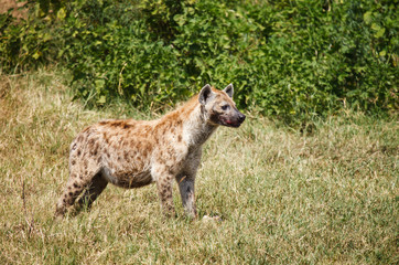 Spotted Hyaena in wild