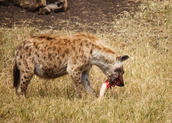 Spotted Hyaena in wild