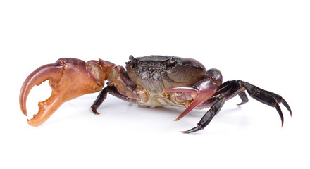 crab on white background