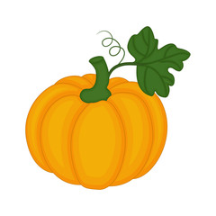Autumn Pumpkin