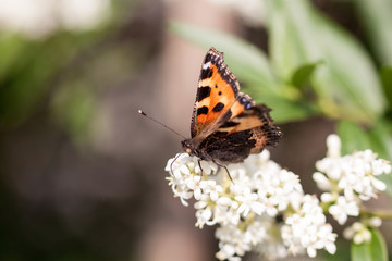 Frühlingsbote - Schmetterling bei der Nahrungssuche auf einem Liguster