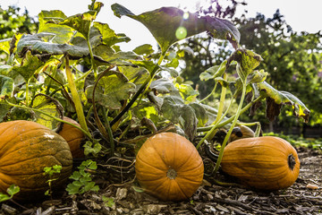 fresh bio pumpkin