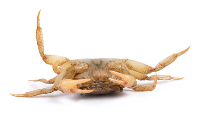 crab on white background