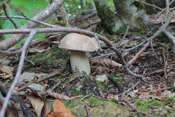 Fungo porcino nel bosco sotto un ramo