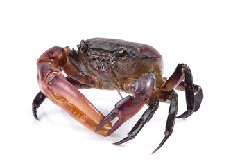 crab on white background