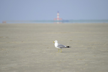 Westerhever Leuchtturm - Nordsee 