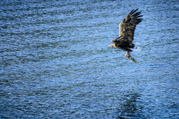 Flying eagle, holding caught cod.