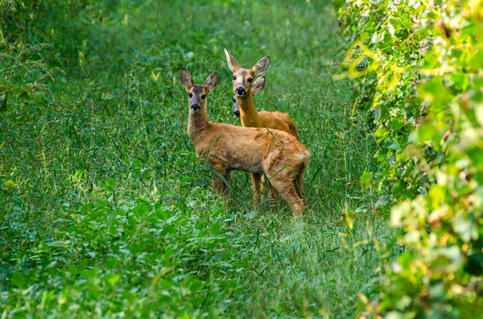Famiglia di caprioli