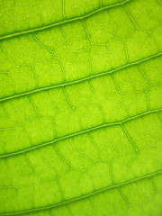 Pattern of green mango leaf