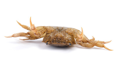crab on white background