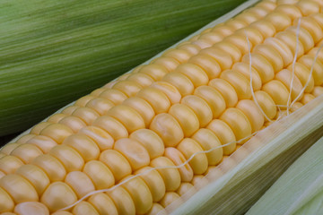 Sweet corn