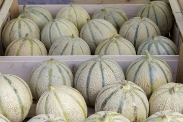 Melons 01