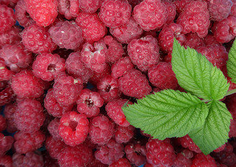 green leaf raspberry on a background of red berries