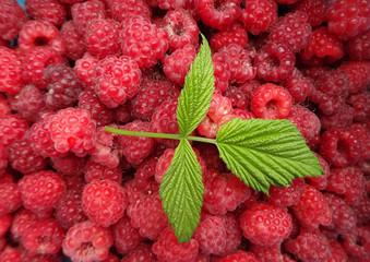 зеленый лист малины на фоне красных ягод