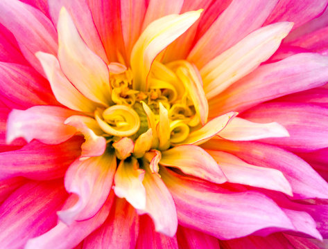 Happiness: Closeup on a dahlia flower :)