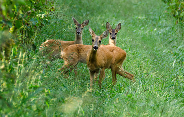 Famiglia di caprioli