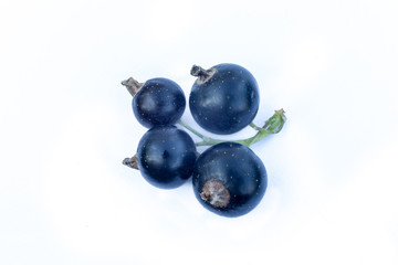 Four balck currant berries isolated on a white background