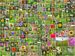 Flower collage.