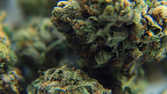 Medical Marijuana 3. Medical marijuana set against white, macro focus slowly tilting up.