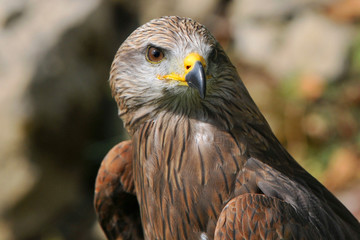 Mäusebussard