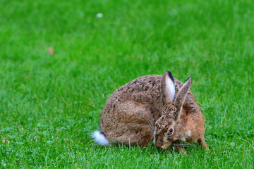 Feldhase auf der Wiese