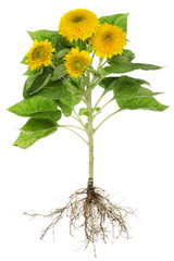 Fototapeta premium Sunflowers roots isolated