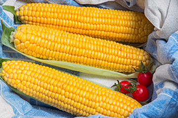 three corn cob with tomatoes  © EAphotography