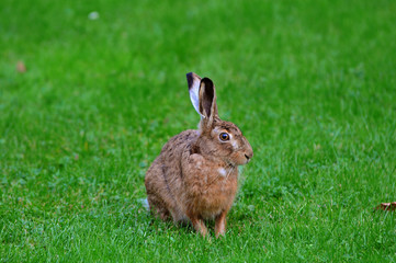 Feldhase auf der Wiese